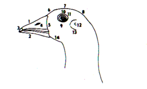 области на голове гуся