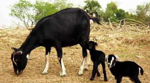 бенгальские козы