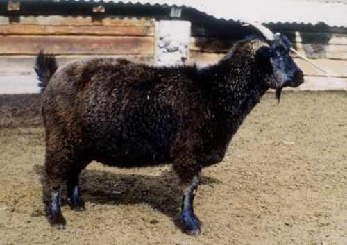 горно-алтайские козы