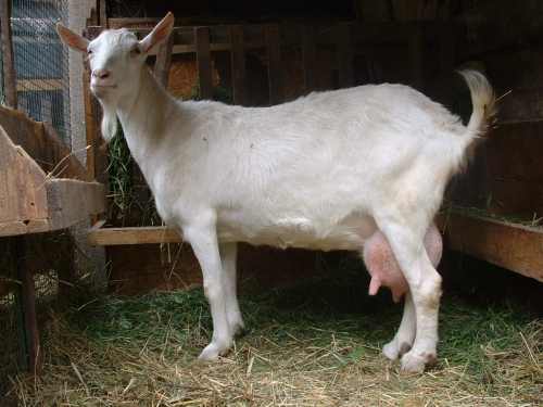 зааненская коза