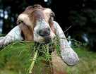 Как кормить коз