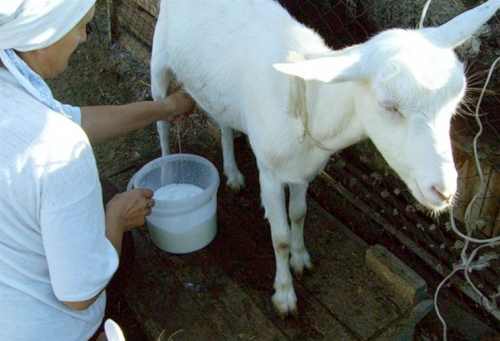 доение козы