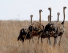 Содержание взрослых страусов