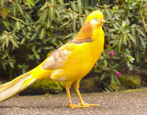 фазан золотисто-желтый