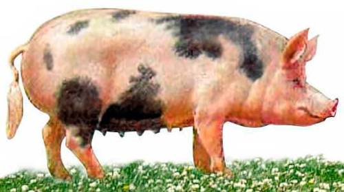 свинья породы Северокавказская