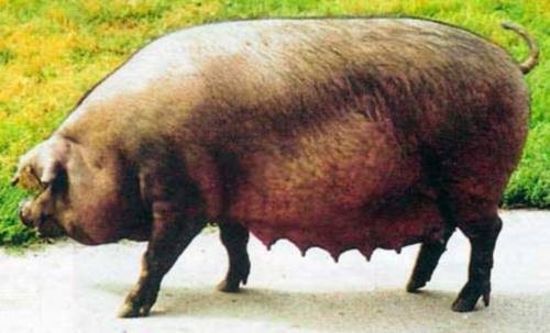 свинья породы Уржумская