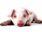 Болезни свиней и их лечение