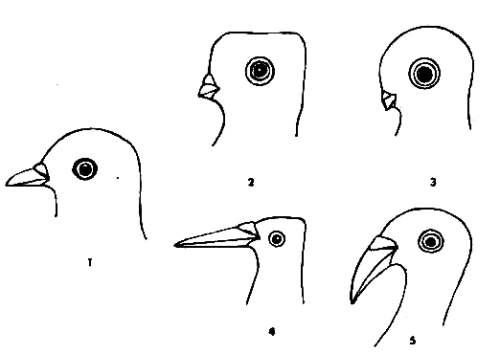 Основные формы голов и клювов голубей