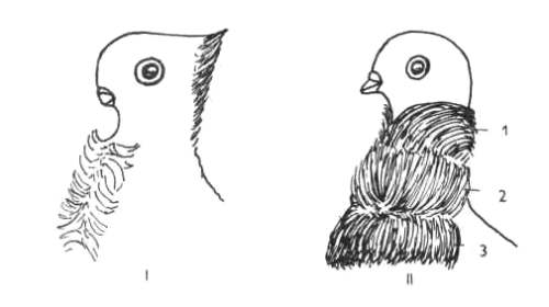 Украшения из перьев на шее голубей 
