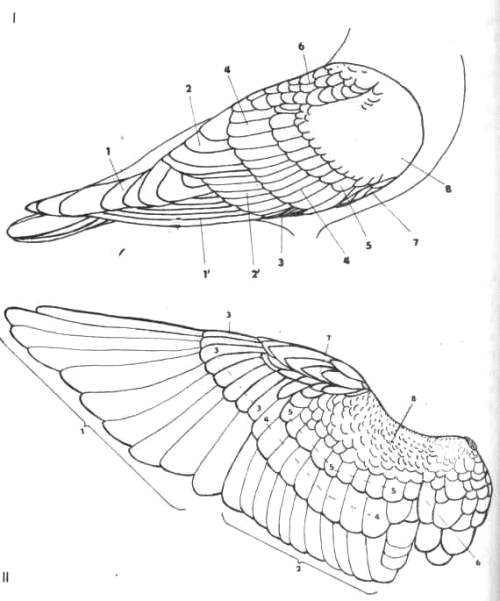 Перья на сложенном и распростертом  крыле голубя 