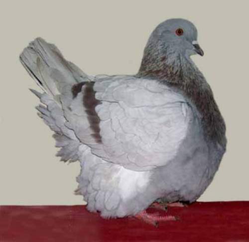 Моденский курообразный голубь