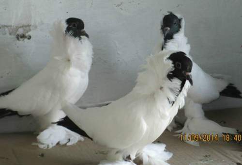 Шмалькальдский черноголовый голубь