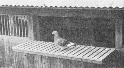 Лавка летка для почтовых голубей
