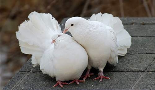 два белых голубя