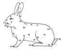 Строение тела кролика