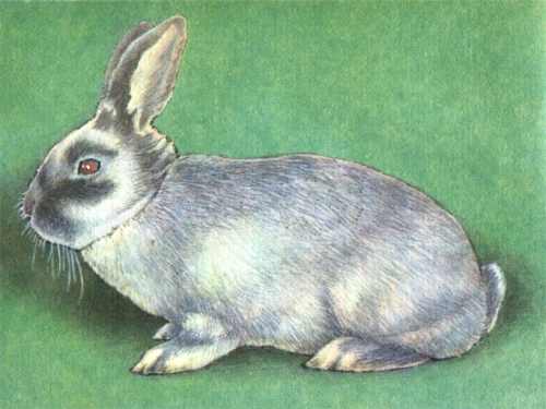 марбургский кролик