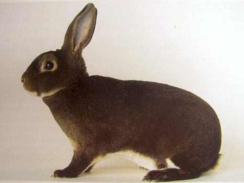 кролик кастор-рекс