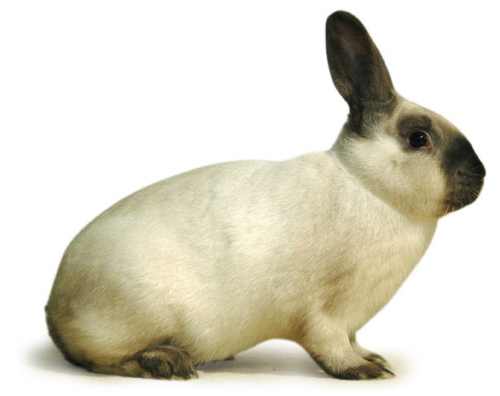 сиамский кролик