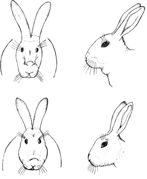 Отличие кроликов самцов от самок по форме головы