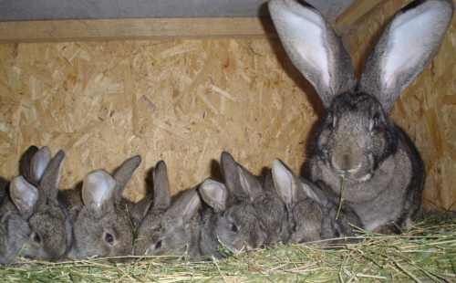 крольчиха с крольчатами