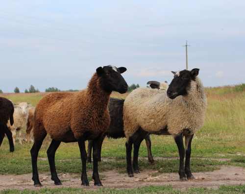 черноголовые овцы