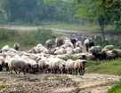 Характер и поведение овец