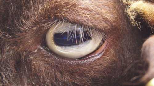 глаз овцы