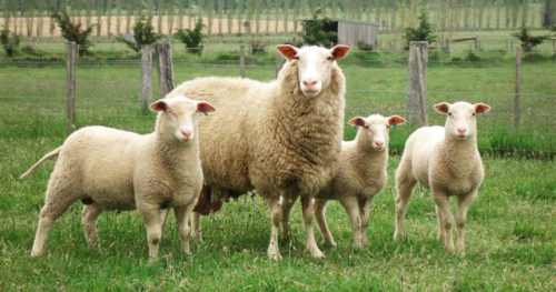 Восточно-фризская овца