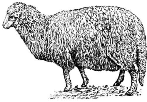 волошская овца