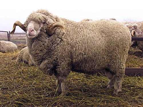 асканийская овца