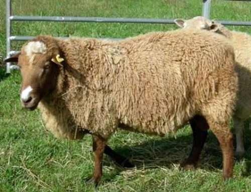 кавказская порода овец