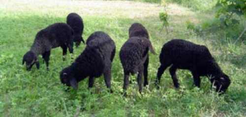 каракульская порода овец