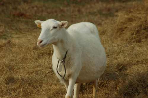 Суягная матка овца