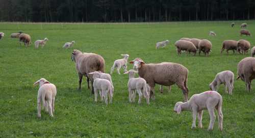 пастбище для овец