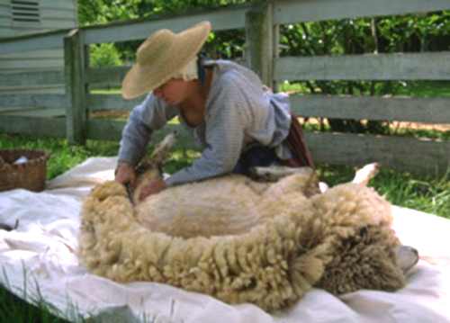 Стрижка овец в лежащем положении