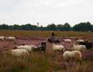 Как укладывать и использовать овечий навоз?
