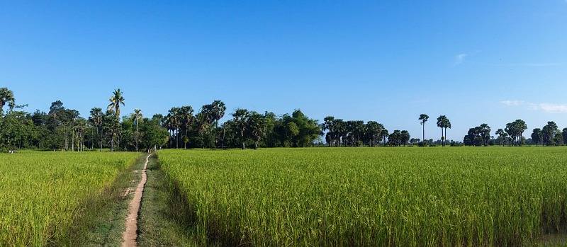 рисовые поля