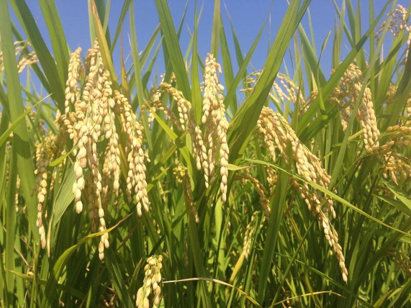 рисовые поля