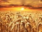 Выращивание пшеницы