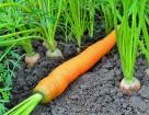 Происхождение моркови