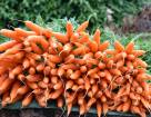 Биологические особенности моркови
