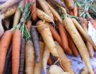 Гибриды и сорта моркови