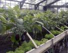 Выращивание баклажан в зимних теплицах