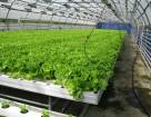 Выращивание салата в зимних теплицах