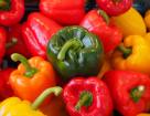 Биологические особенности овощного перца