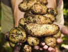 Выгодно ли выращивать картофель