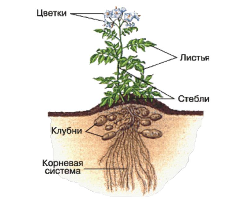 картофель корневая система