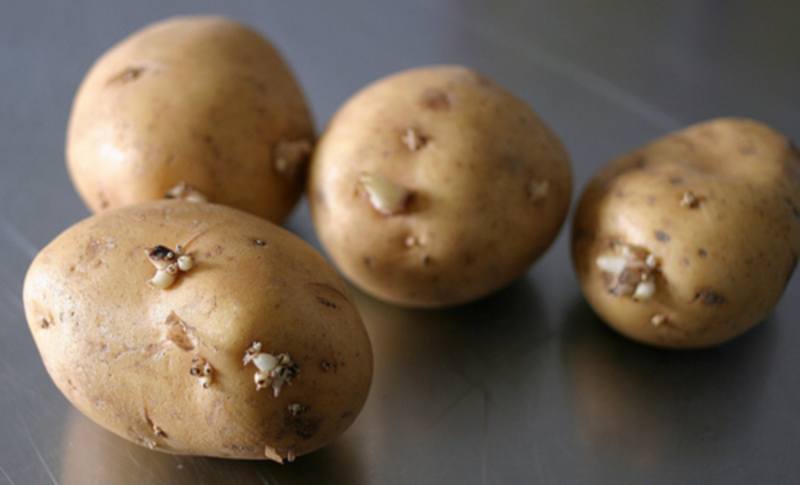 Глазки картошки. Глазки картофеля. Клубень картофеля. Картошка с глазками. Глазки клубня картофеля.