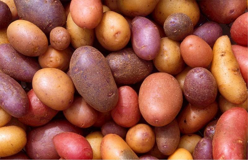 Картошка Красная Сорта И Фото