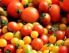 Биологические особенности томатов